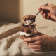 Black Forest Trifle